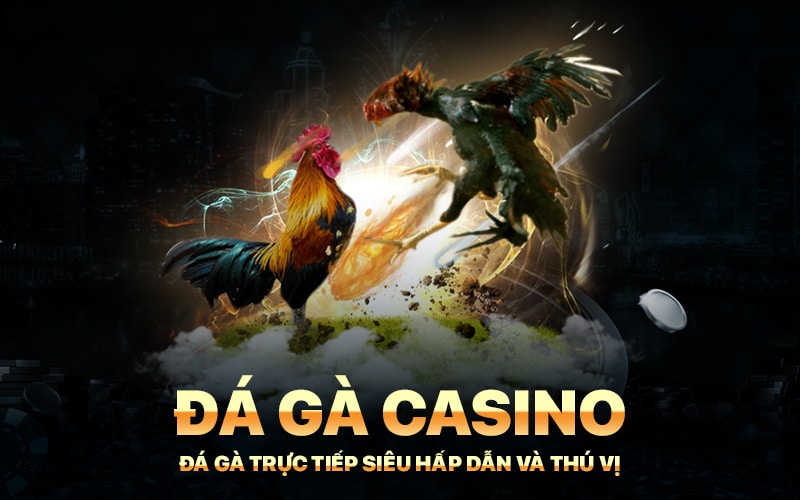 Đá Gà Casino – Đá Gà Trực Tiếp Siêu Hấp Dẫn Và Thú Vị