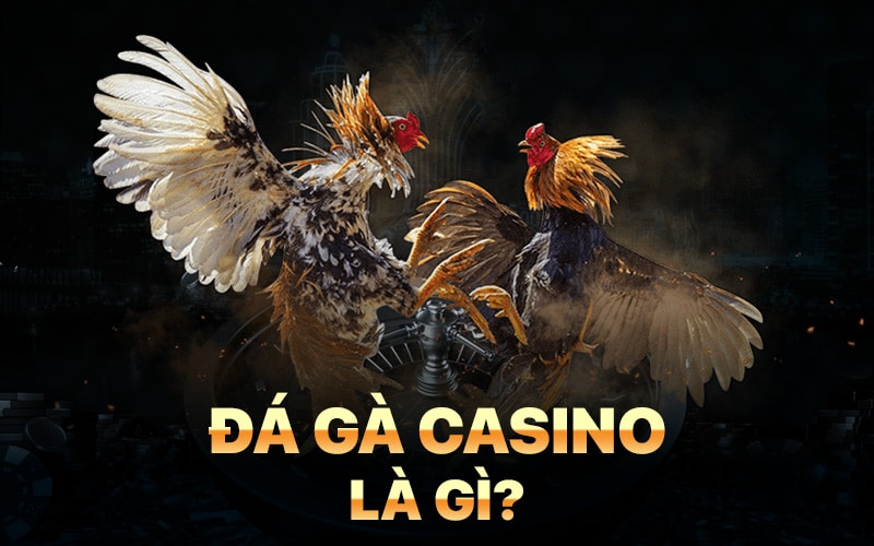 Đá gà casino là gì