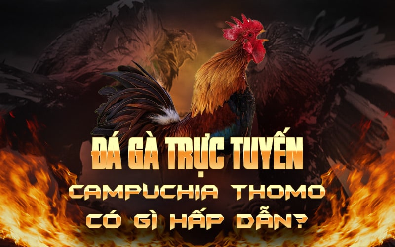 Đá gà trực tuyến Campuchia Thomo có gì hấp dẫn