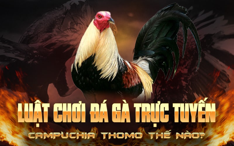 Luật chơi đá gà trực tuyến Campuchia Thomo thế nào